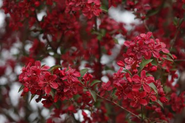 Çin çiçekli yaban elması. 