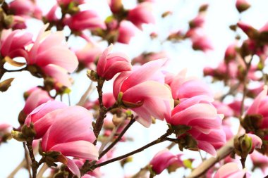 Magnolia çiçek açmış, çok güzel.