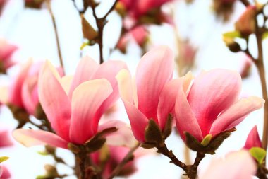 Magnolia çiçek açmış, çok güzel.