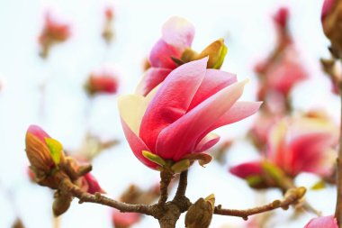 Magnolia çiçek açmış, çok güzel.