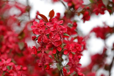 Çin çiçekli yaban elması. 