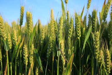 Olgun buğday tarlaları vahşi doğada yetişir..