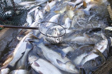 Balık ağlarındaki balıklar.