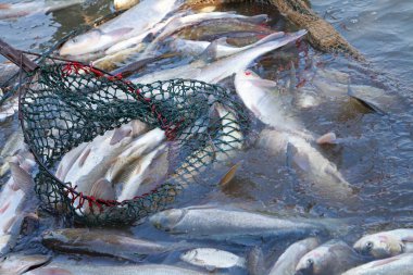 Balık ağlarındaki balıklar.