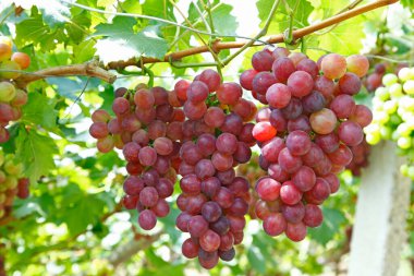 Olgun üzümler ağaçta asılı..