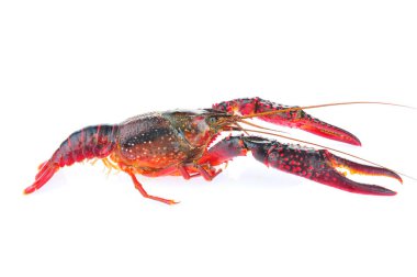 Beyaz arka planda ıstakoz