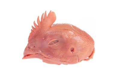 Beyaz arka planda taze tavuk kafası