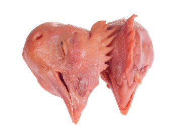 Beyaz arka planda taze tavuk kafası