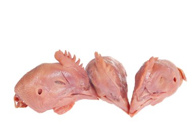 Beyaz arka planda taze tavuk kafası