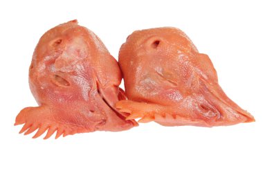 Beyaz arka planda taze tavuk kafası