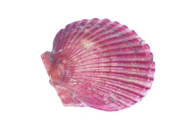 Deniz tarakları beyaz bir arkaplanda izole edilmiş, çok taze.