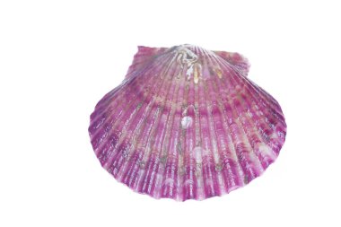 Deniz tarakları beyaz bir arkaplanda izole edilmiş, çok taze.