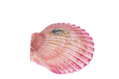 Deniz tarakları beyaz bir arkaplanda izole edilmiş, çok taze.