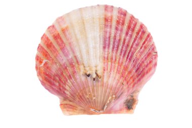 Deniz tarakları beyaz bir arkaplanda izole edilmiş, çok taze.