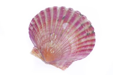 Deniz tarakları beyaz bir arkaplanda izole edilmiş, çok taze.