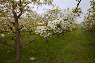 Armut çiçekleri, çok güzel..