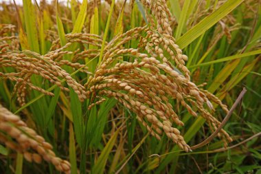 Sonbahar pirinç tarlaları 