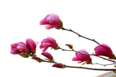 Magnolia çiçek açmış, çok güzel.