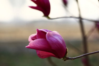 Magnolia çiçek açmış, çok güzel.
