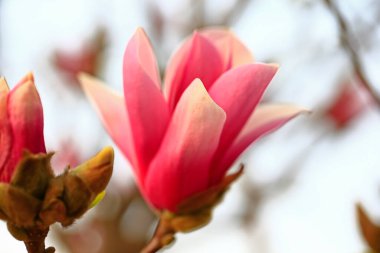 Magnolia çiçek açmış, çok güzel.