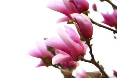 Magnolia çiçek açmış, çok güzel.