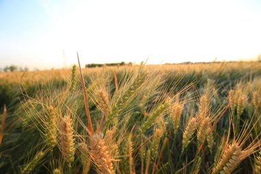 Olgun buğday yazın olur..