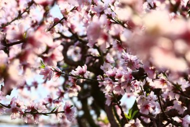 Şeftali tomurcukları çiçek açar, çok güzeldir..