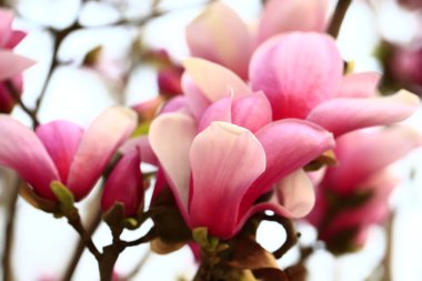 Magnolia çiçek açmış, çok güzel.