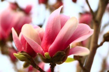 Magnolia çiçek açmış, çok güzel.