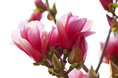 Magnolia çiçek açmış, çok güzel.