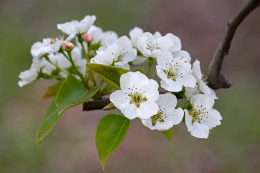Armut çiçekleri, çok güzel..