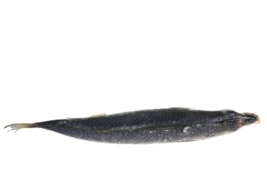 Beyaz arka plandaki balıklar.