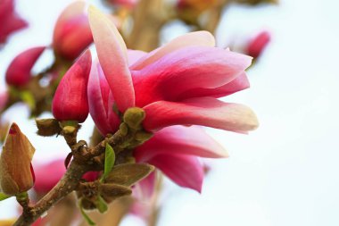 Magnolia çiçek açmış, çok güzel.