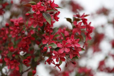 Çin çiçekli yaban elması. 