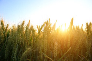 Olgun buğday tarlaları çiftlikte..