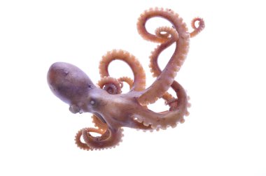 Beyaz arkaplanda ahtapot