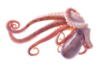 Beyaz arkaplanda ahtapot