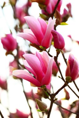 Manolya tam Bloom bahar
