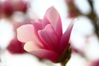 Manolya tam Bloom bahar