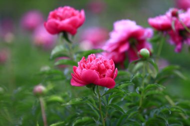 Çiçekli şakayık, çok güzel.