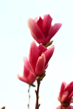 Manolya tam Bloom bahar