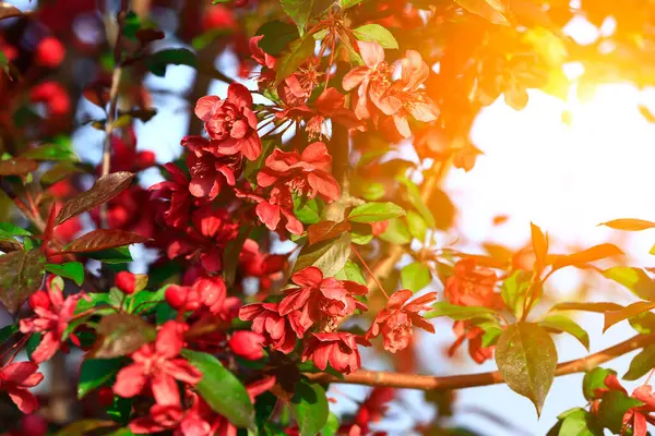 Çin çiçekli yaban elması. 