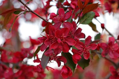 Çin çiçekli yaban elması. 