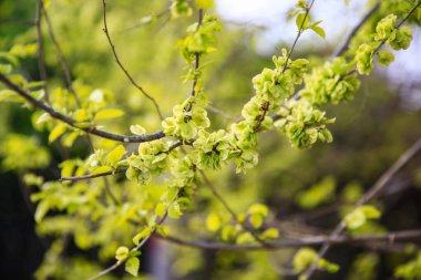 Karaağaç dalları. Hollanda karaağacı. Altın karaağaç, baharda