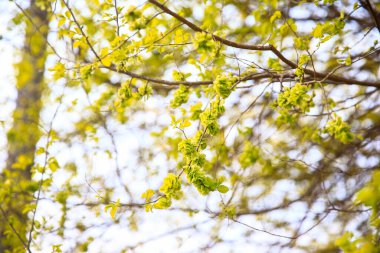 Karaağaç dalları. Hollanda karaağacı. Altın karaağaç, baharda
