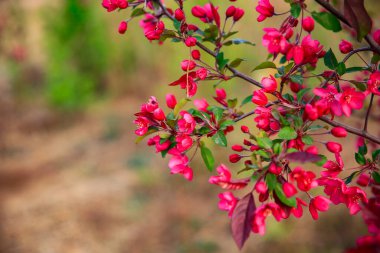 Çin çiçekli yaban elması, çok güzel.