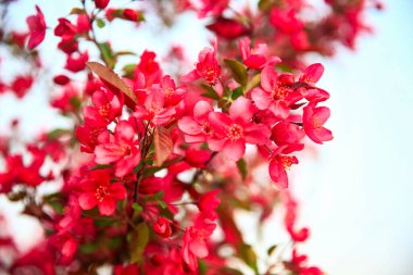 Çin çiçekli yaban elması, çok güzel.