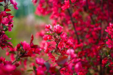 Çin çiçekli yaban elması, çok güzel.