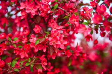 Çin çiçekli yaban elması, çok güzel.