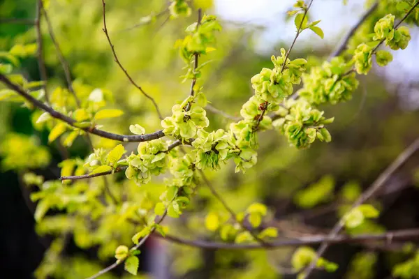 Karaağaç dalları. Hollanda karaağacı. Altın karaağaç, baharda